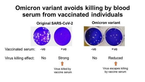 港大及中大醫學院聯合研究發現 新型冠狀病毒變異株 Omicron 可大幅減低復必泰疫苗的病毒中和能力