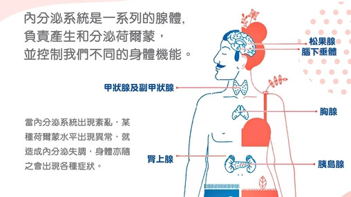 内分泌系统的功能
